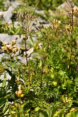 Chaerophyllum villarsii