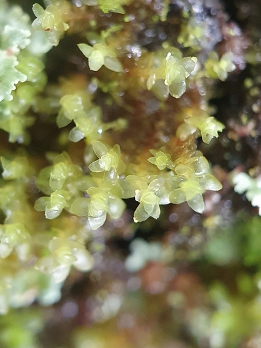 Image of Scapania umbrosa by no rights reserved