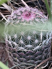Echinocereus pectinatus rutowiorum