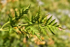 Chaerophyllum villarsii