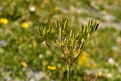 Chaerophyllum villarsii