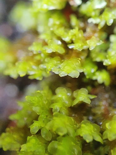 Image of Scapania umbrosa by no rights reserved