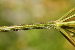 Chaerophyllum villarsii