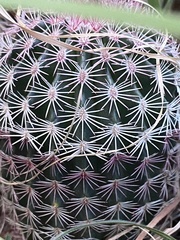 Echinocereus pectinatus rutowiorum