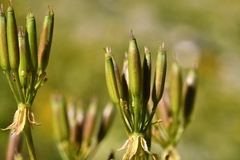 Chaerophyllum villarsii