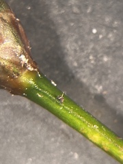Xyris scabrifolia