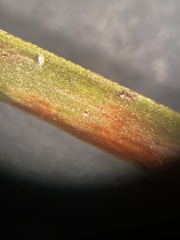 Xyris scabrifolia