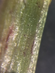 Xyris scabrifolia