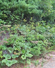 Silphium compositum reniforme