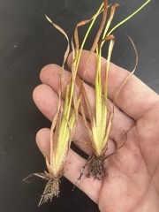 Xyris scabrifolia