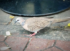 Streptopelia chinensis