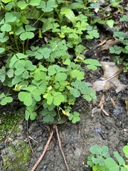 Oxalis grandis