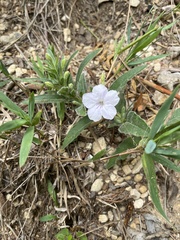 Ruellia metziae