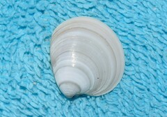 Dosinia lupinus