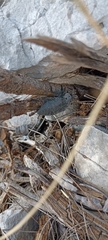 Capnodis