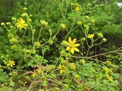 Silphium compositum reniforme