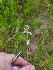 Lobelia paludosa