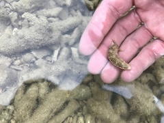 Plakobranchus ocellatus