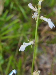 Lobelia paludosa