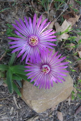 Ruschia diversifolia