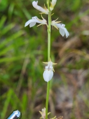 Lobelia paludosa