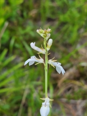 Lobelia paludosa