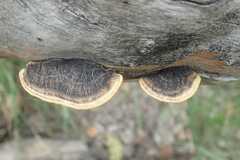 Trametes cingulata