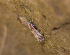Ancylosis cinnamomella
