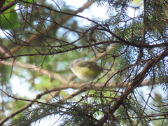 Vireo solitarius