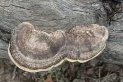 Trametes cingulata