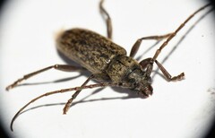 Elaphidion linsleyi