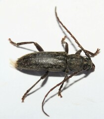 Elaphidion linsleyi