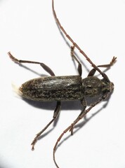 Elaphidion linsleyi