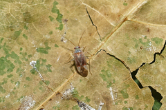 Psallus haematodes