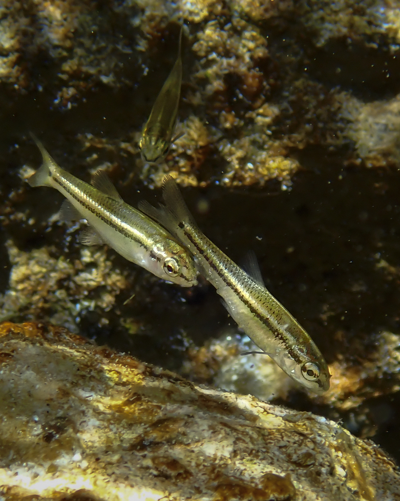 Manantial Roundnose Minnow