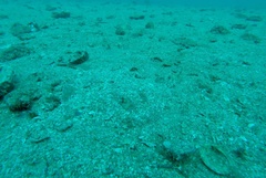 Urobatis concentricus