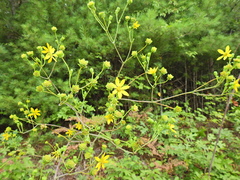 Silphium compositum reniforme