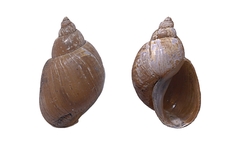 Orientogalba