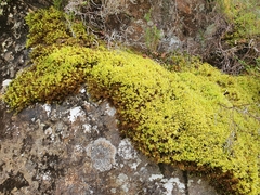 Breutelia chrysocoma