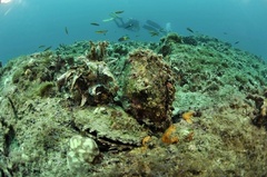 Pinctada mazatlanica