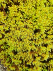 Breutelia chrysocoma