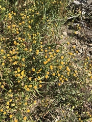 Erigeron inornatus