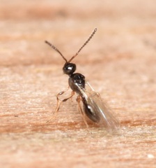 Entomacis