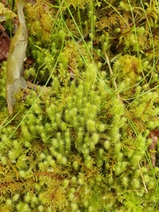 Breutelia chrysocoma