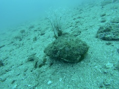 Titanostrombus galeatus