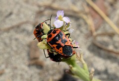 Eurydema spectabilis