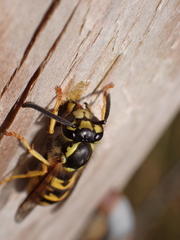 Vespula germanica