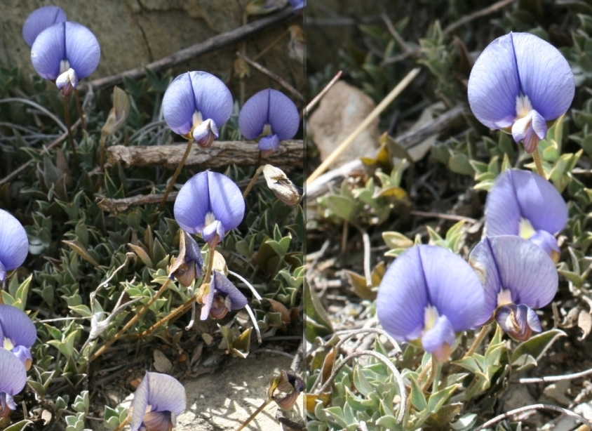 Lotononis argentea