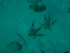 Dactylopterus volitans