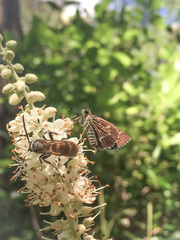 Amblyscirtes aesculapius